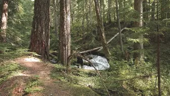 Hidden Gem Hike To Waterfall In Oregon! ASMR Nature Sounds #2