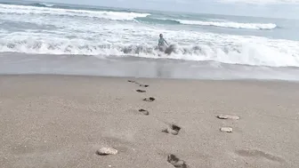 Crop Top Wet Transparent See Through Cold Plunge in the Ocean Bay Watch Style Plus Puppies Beach #2