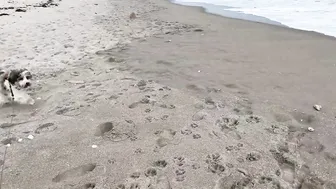 Crop Top Wet Transparent See Through Cold Plunge in the Ocean Bay Watch Style Plus Puppies Beach #4