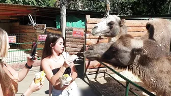 Anya and Josie feeding animals in a zoo part 1 #4