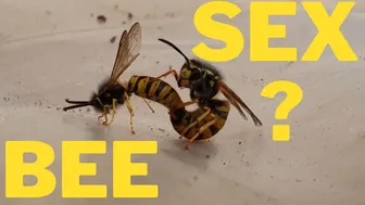 Bee sex? #1