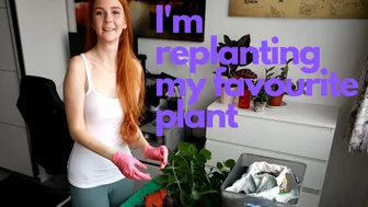 Replanting flowers in home conditions