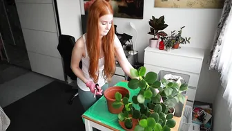 Replanting flowers in home conditions #2