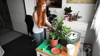 Replanting flowers in home conditions #4