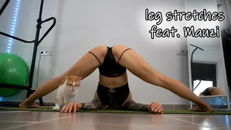 SHORT CLIPS: leg stretches with support cat XD