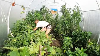 Навожу порядок в теплице / I'm cleaning up the greenhouse #4