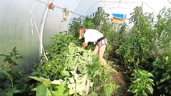 Навожу порядок в теплице / I'm cleaning up the greenhouse #5