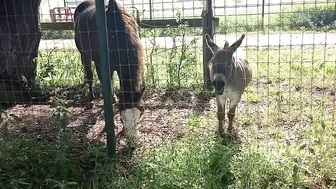 he hates when the donkey screams ♥️♥️ #2