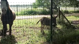 he hates when the donkey screams ♥️♥️ #4