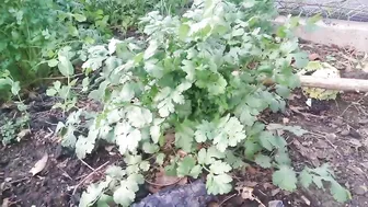 How I grow cilantro and eat HANDFULSSS!!! ♥️♥️♥️♥️ #3