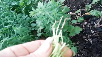 How I grow cilantro and eat HANDFULSSS!!! ♥️♥️♥️♥️ #4