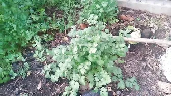 How I grow cilantro and eat HANDFULSSS!!! ♥️♥️♥️♥️ #5