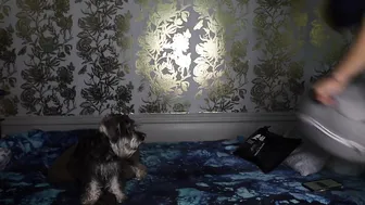 Fast Motion Schnauzer Puppy Won't Let Mom Out of Her Sight #2