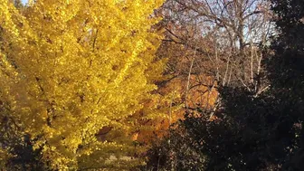 Ginkgo Tree 23 Day Time Lapse