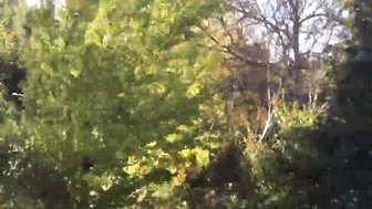 Ginkgo Tree 23 Day Time Lapse #2