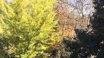 Ginkgo Tree 23 Day Time Lapse #3