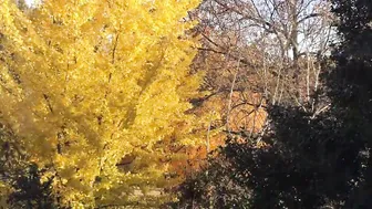 Ginkgo Tree 23 Day Time Lapse #4