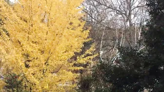 Ginkgo Tree 23 Day Time Lapse #5