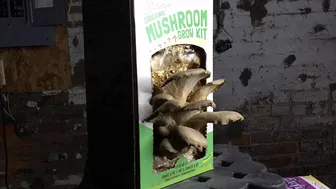 9 Day Mushroom Grow Kit Time Lapse