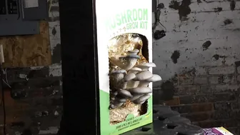 9 Day Mushroom Grow Kit Time Lapse #2