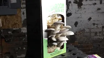 9 Day Mushroom Grow Kit Time Lapse #3