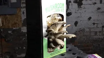 9 Day Mushroom Grow Kit Time Lapse #4