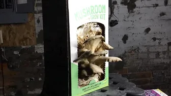 9 Day Mushroom Grow Kit Time Lapse #5