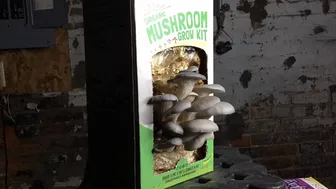 9 Day Mushroom Grow Kit Super Fast Timelapse