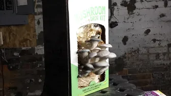 9 Day Mushroom Grow Kit Super Fast Timelapse #2