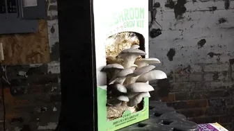 9 Day Mushroom Grow Kit Super Fast Timelapse #3