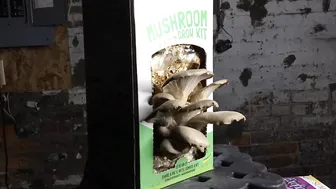 9 Day Mushroom Grow Kit Super Fast Timelapse #4