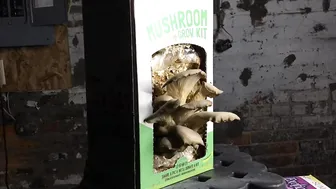 9 Day Mushroom Grow Kit Super Fast Timelapse #5