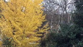 Ginkgo Tree Green to Yellow and Leaf Loss