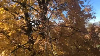 Maple Tree Super Fast 25 Day Time Lapse