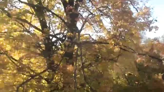 Maple Tree Super Fast 25 Day Time Lapse #4