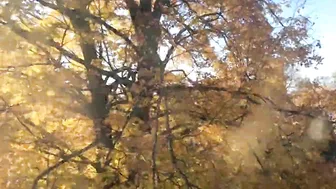 Maple Tree Super Fast 25 Day Time Lapse #5