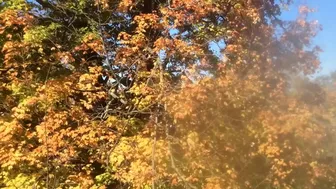 Maple Tree 25 Day Time Lapse mp4