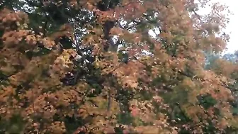 Maple Tree 25 Day Time Lapse mp4 #3