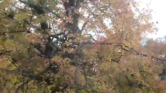 Maple Tree 25 Day Time Lapse mp4 #5