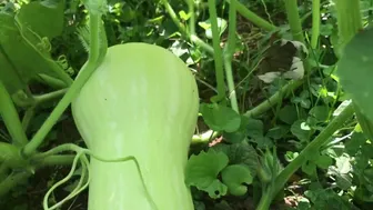 Squish Butternut Squash Volunteer