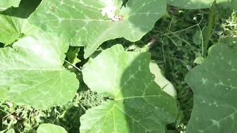 Squish Butternut Squash Volunteer #2