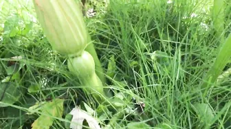 Squish Butternut Squash Volunteer #4