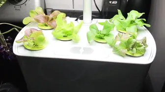 Aerogarden Harvest Elite Set Up Lettuce Through Day 22 #5