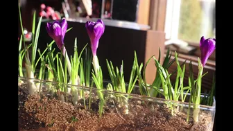 Crocus Timelapse Video #1