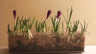 Crocus Timelapse Video #2