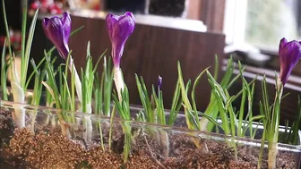 Crocus Timelapse Video #3