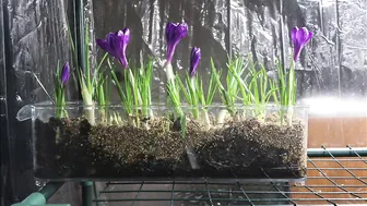 Crocus Timelapse Video #4