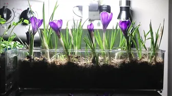 Crocus Timelapse Video #5