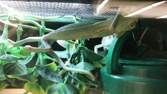 Funny Gecko Part 2 #4