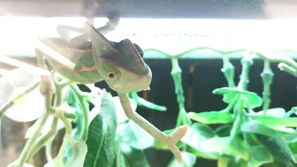 Funny Gecko Part 1 #4